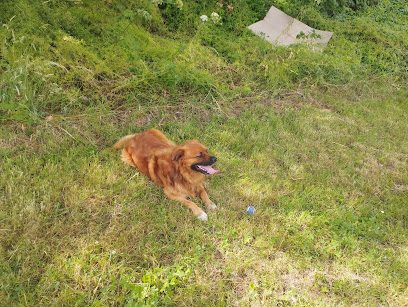 Tony Educateur Canin Dresseur De Chiens à Vichy