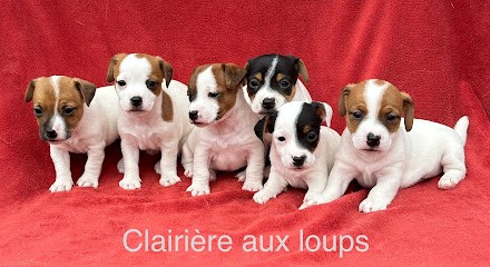 Elevage De La Clairière Aux Loups : Jack Russell Et Berger Australien LOF Dans Le Loiret 45. 75 Km De Paris Sud., Eleveur de Chiens à Outarville