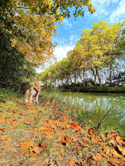 Dougy Dog - Educateur Canin Et Comportementaliste, Dresseur De Chiens à Castanet-Tolosan