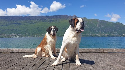 Elevage De SAINT BERNARD Des PRINCES De SAVOIE, Eleveur de Chiens à Mouxy