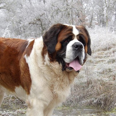 Les Saint Bernard des Coteaux Lauragais, Eleveur de Chiens à Vaux