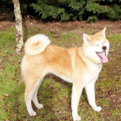 AKITA KIBOO KEN, Eleveur de Chiens à Arveyres