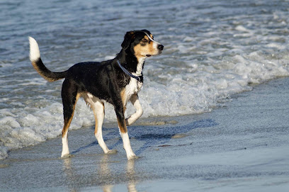 Evolutty - Éducateur Et Comportementaliste Canin - Montpellier Et Alentours, Dresseur De Chiens à Palavas-les-Flots
