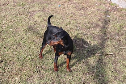 Des Trois Sorcieres, élevage de pinscher nain en Alsace, Eleveur de Chiens à Walbourg