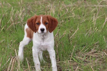 Elevage Canin Des Plumes Des Marais Du Cotentin Epagneul Breton, Eleveur de Chiens à Hauteville-la-Guichard