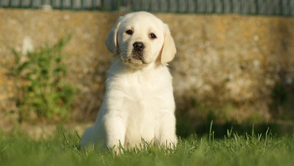 Elevage labrador of Evergreen Oak, Eleveur de Chiens à Orthoux-Sérignac-Quilhan