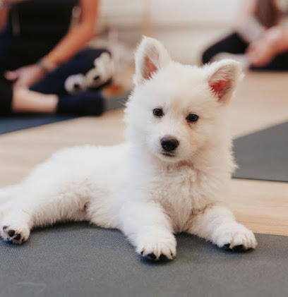 Berger Blanc Suisse Des Rives Du Lugano Dans Le Jura Éleveur De Chiens à Chemin