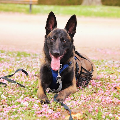 Le Manoir De Madone, Pension pour Chiens à Gournay-en-Bray