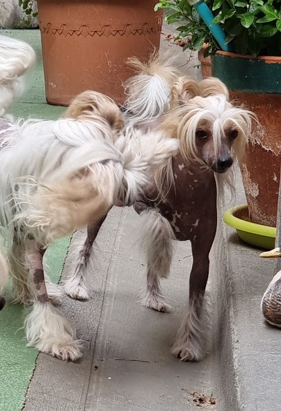 J.M'S VAGAB, Eleveur de Chiens à Puimisson