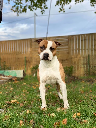 Soulmates Never Die, Eleveur de Chiens à Vincent-Froideville