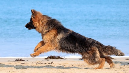 Élevage des Rives de la Néva, Eleveur de Chiens à Saint-Jouan-de-l'Isle