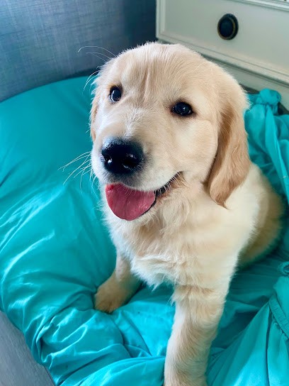 Golden retriever des carrière de poincy, Eleveur de Chiens au Cannet-des-Maures