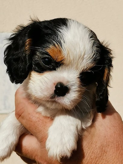 Les cavaliers de Guerveur : Élevage de chien Cavalier King Charles dans le Finistère, en Bretagne, Eleveur de Chiens à Plobannalec-Lesconil