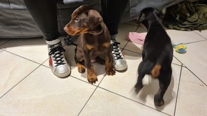 Les Diables Marche Avec nous, Eleveur de Chiens à La Cavalerie