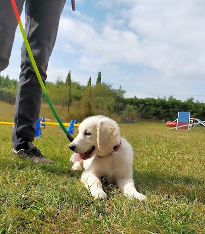 CynoFeeling éducation Et Activités Canines, Dresseur de Chiens à Pouillé