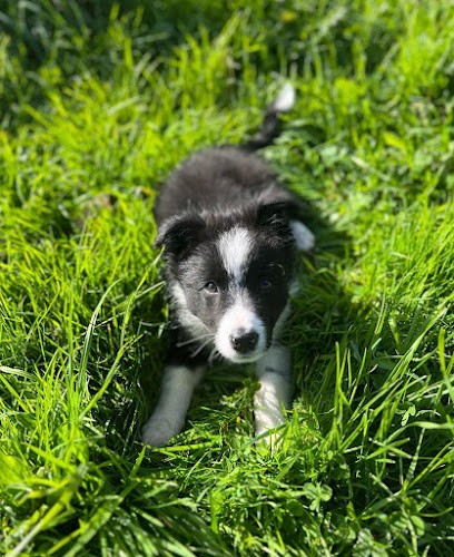 Elevage de la Chambreulerie, Eleveur de Chiens à Laval
