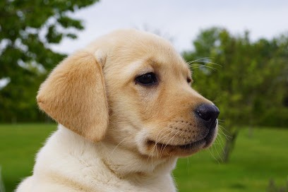 Verger De La Placette: Élevage Labrador Retriever sable, noir et chocolat, éleveur chiot Lof, Hauts-de-France, Pas-de-Calais, Eleveur de Chiens à Lacres