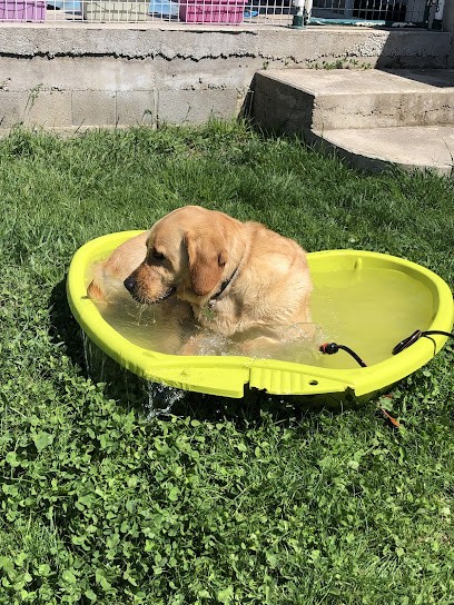 Du Domaine De Staffie And Yorkie, Pension pour Chiens à Aouste-sur-Sye
