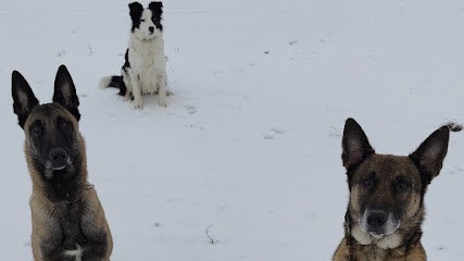 Bien dans mes pattes, Dresseur de Chiens à Ladon