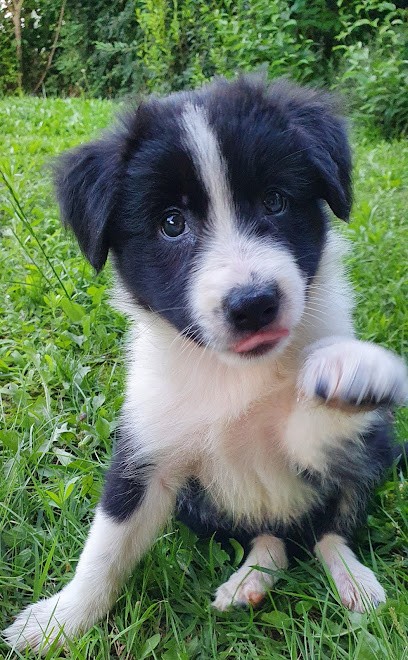RedjDog Educateur Canin, Dresseur de Chiens à Niederhausbergen