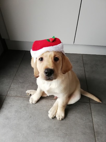 Nightson Retrievers, Eleveur de Chiens à Saverne