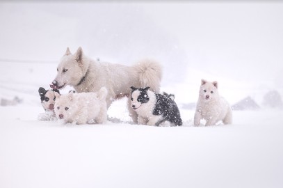 Polar Souls - élevage De Laika De Yakoutie, Eleveur de Chiens à Chevenon