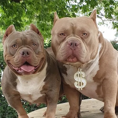 American Bully, Pension pour Chiens à Saint-Trivier-sur-Moignans