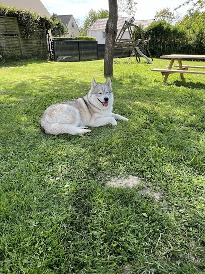 Le Domaine Des Loups D Opale, Eleveur de Chiens à Savigny-sur-Ardres