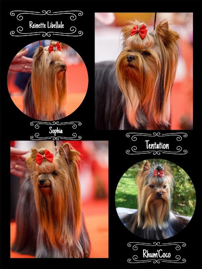 Elevage Du Mas Des Anges - Yorkshire Terrier, Eleveur de Chiens à Thil-sur-Arroux