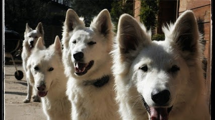 Elevage De La Forêt De L'iton Devient La Forêt Des Bergers, Pension pour Chiens à Villemeux-sur-Eure