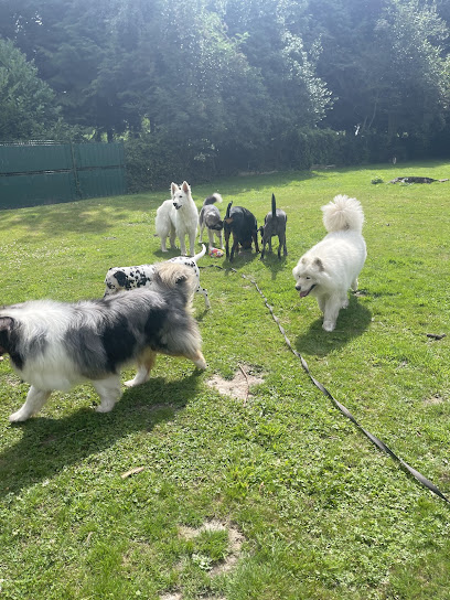 Willan Aux Poils D'yvrench, Pension Pour Chien à Yvrench