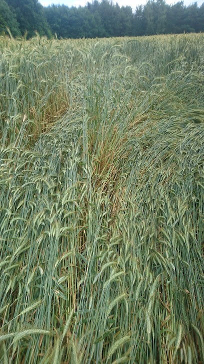 De La Foret De L'elfe Magique, Eleveur de Chiens à Baccarat