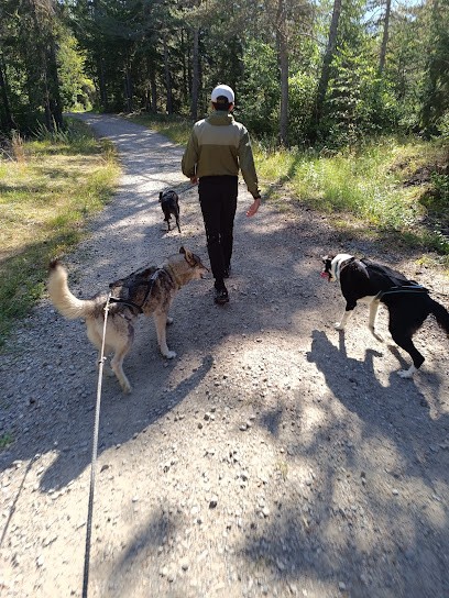 Chiens De Traîneau Nomad'esprits, Eleveur de Chiens à Orcières