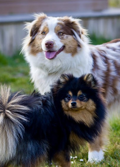 Élevage des Seigneurs de Morlanne (Bergers Américain Miniature et Spitz Allemand), Eleveur de Chiens à Morlanne
