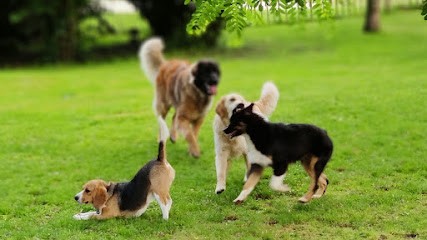 Aux Truffes Joyeuses, Pension pour Chiens à Céré-la-Ronde