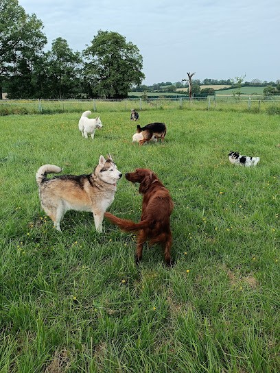LA COLO De Réalité Chien, Pension pour Chiens à Sargé-sur-Braye