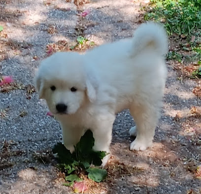 Les Princesses D'hainaut, Éleveur De Chiens à Vendegies-au-Bois