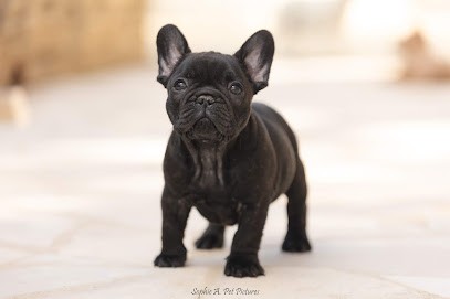 Elevage des Boules aux Mil Facettes, Eleveur de Chiens à Catus