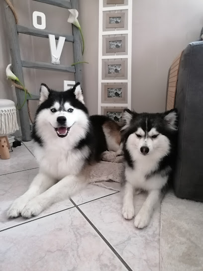 Pomsky Et Merveilles, Éleveur De Chiens à Sélestat