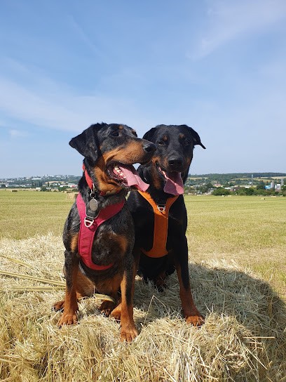 Boss Ton Chien, Dresseur de Chiens à Monéteau