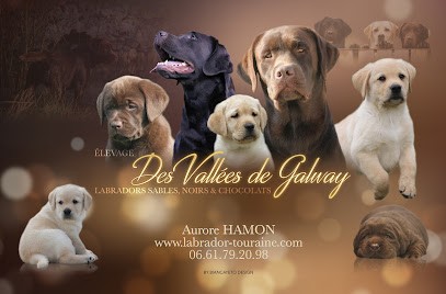 Labradors Des Vallées De Galway, Eleveur de Chiens à Saint-Cyr-du-Gault