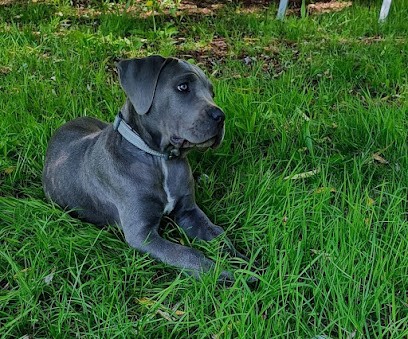 Montendre Canin, Dresseur de Chiens à Montendre