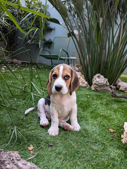 Domaine de la Diamantaire | Élevage canin de Beagle, Eleveur de Chiens à Baho