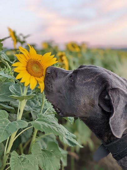 Chez Eux, Pension Pour Chien à Gillonnay