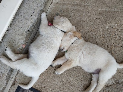 Jean-Luc Aloy, Eleveur de Chiens à Reignac