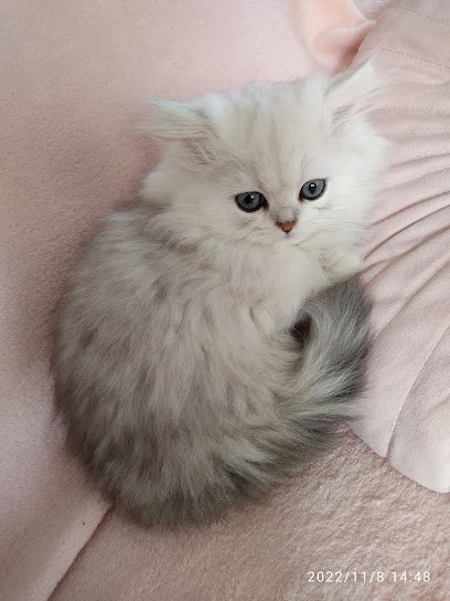 les boules d amours de nana, Eleveur de Chiens à Basse-sur-le-Rupt