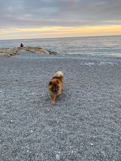 elevagedubleumajestueux, Eleveur de Chiens à Fabrezan