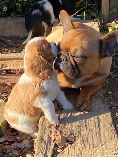 Les Gardiens de Leana, Eleveur de Chiens à Rixheim