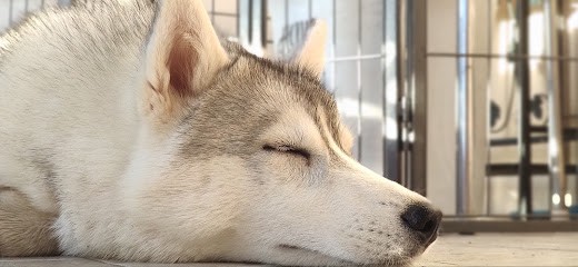 Du Domaine Ad Maiora - Élevage de Husky Siberien et Chien Loup de Saarloos, Eleveur de Chiens à Monsempron-Libos
