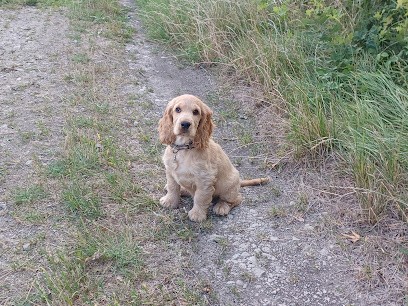 Breeding and canine Pension Anjou Arguiller, Eleveur de Chiens à Maulévrier